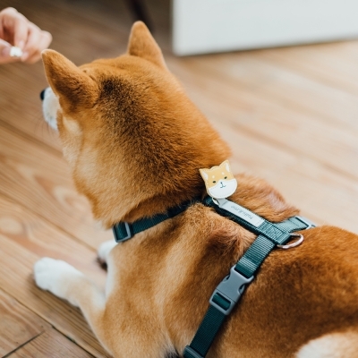 Tails & Me Accessories專屬配飾．SHIBA YELLOW