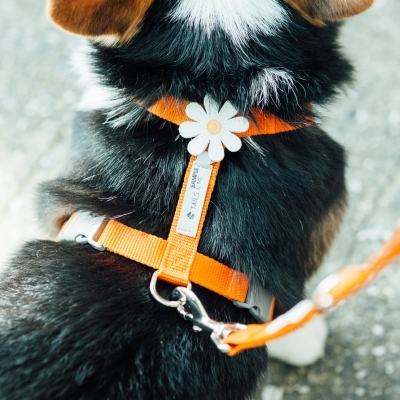 Tails & Me Accessories專屬配飾．DAISY WHITE