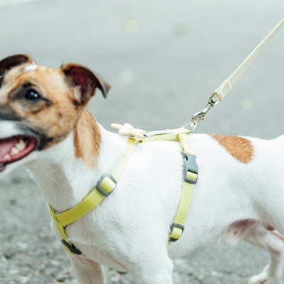 Tails & Me Accessories 專屬配飾 STAR CLUSTER BLUE