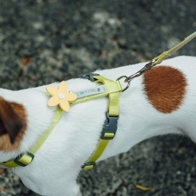 Tails & Me Accessories專屬配飾．STAR CLUSTER CITRUS