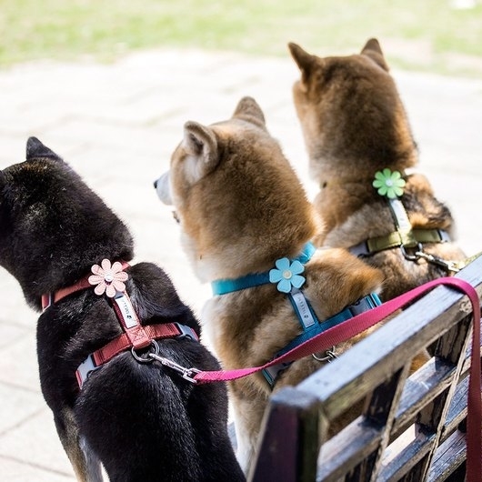 Tails & Me Accessories 專屬配飾 LUDWIGIA GREEN