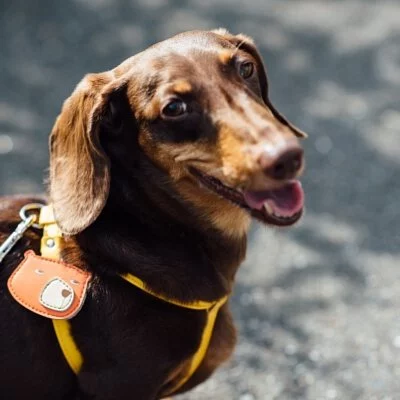 Tails & Me Accessories 專屬配飾 BEAR ORANGE