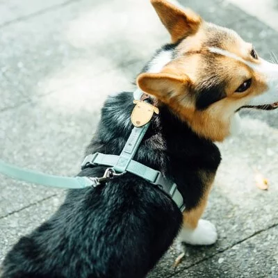 Tails & Me Accessories專屬配飾．MOOSE BEIGE