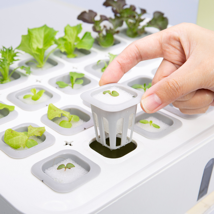 Lalagoon喇喇棍水耕機(一入)