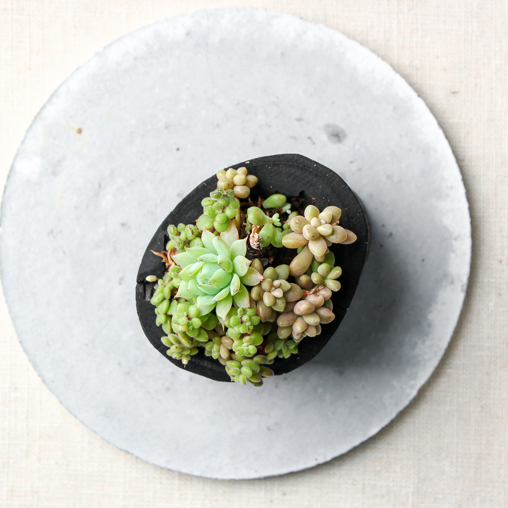 【需陽光】藝術炭盆栽－多肉［330］/調濕/消臭/美化/家飾/淨化空氣(含運)