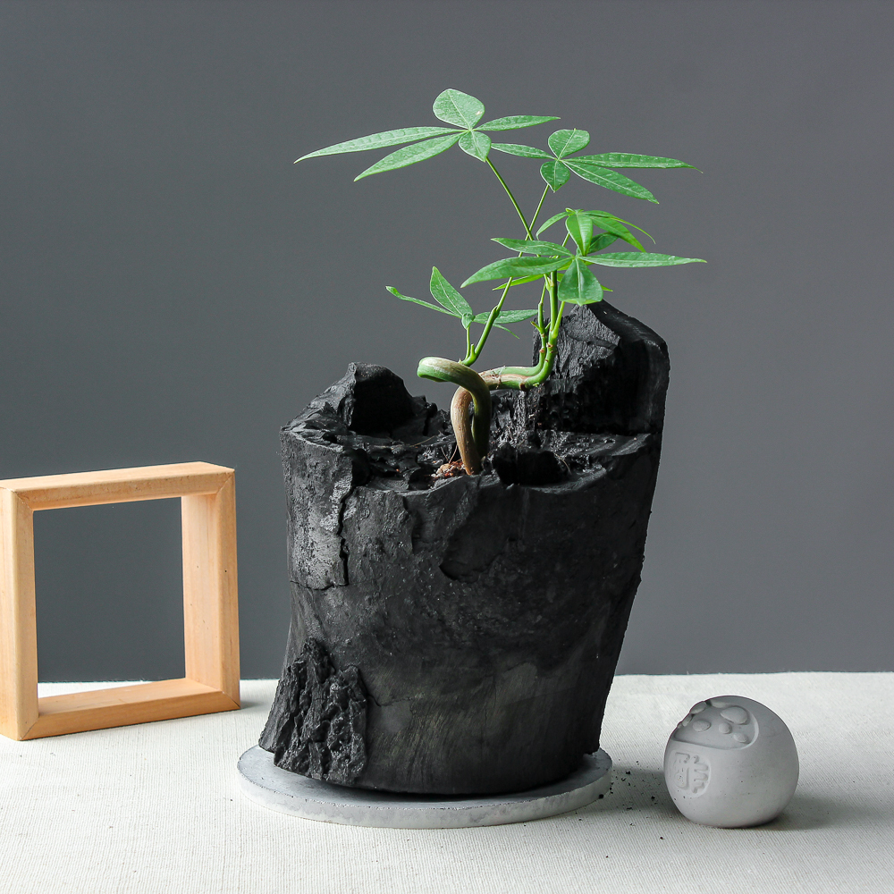 藝術炭盆栽－馬拉巴栗［334］/調濕/消臭/美化/家飾/淨化空氣(含運)