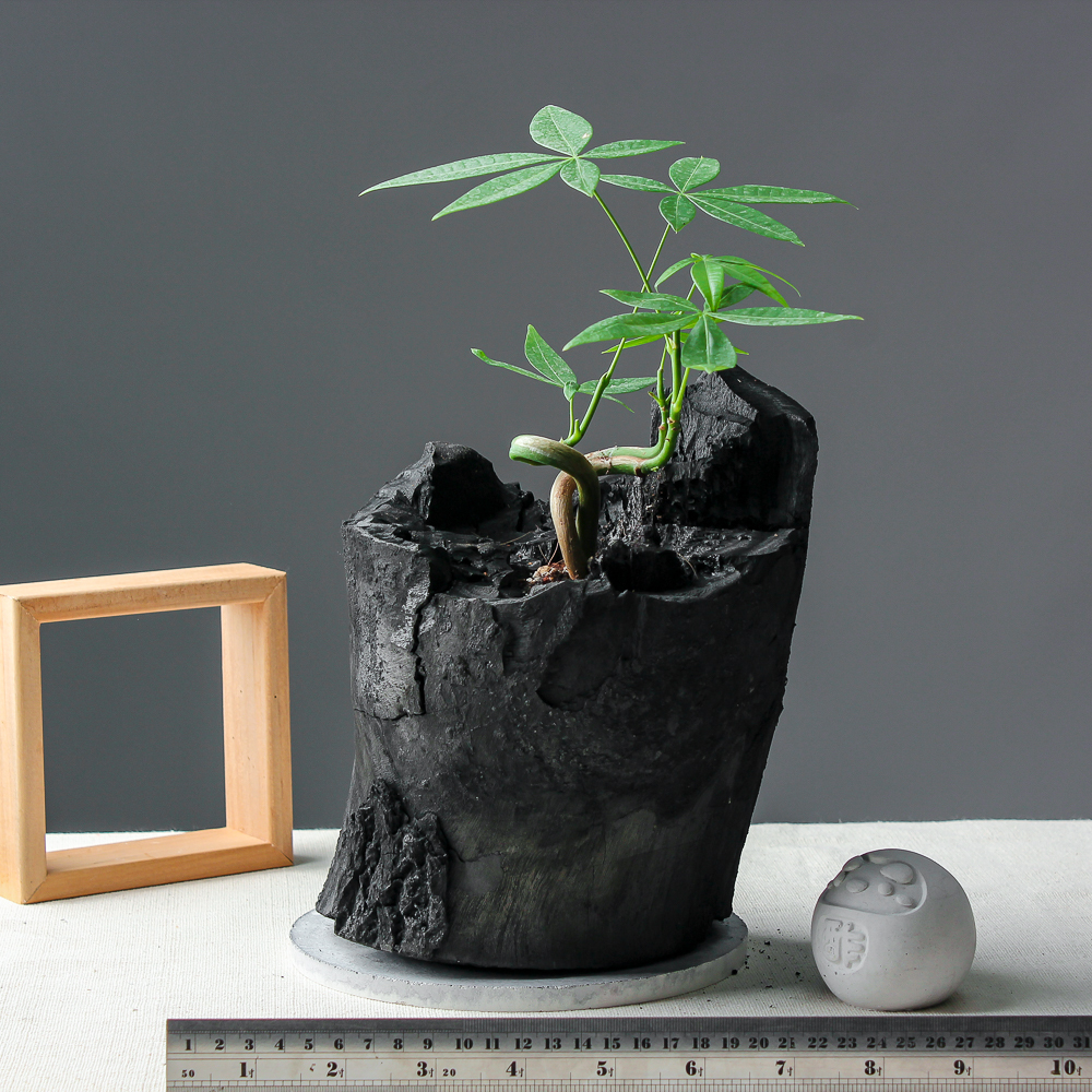 藝術炭盆栽－馬拉巴栗［334］/調濕/消臭/美化/家飾/淨化空氣(含運)