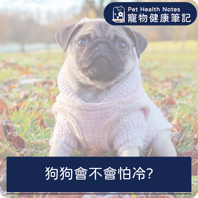 台灣,世界,狗,健康,寵物,品牌,注意,專業,知識,獸醫,健康食品,寵物健康筆記,怕冷,寒流