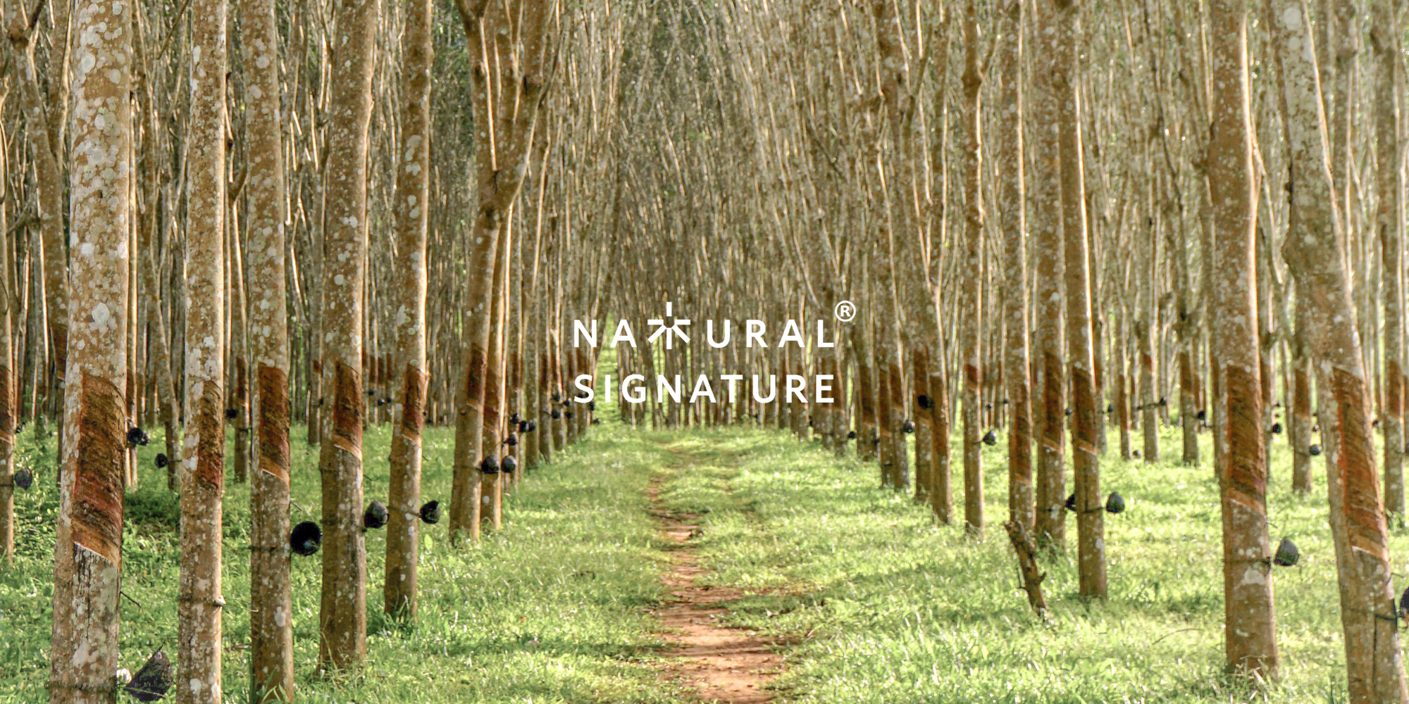 Natural Signature 自然木语 - 马来西亚家具品牌