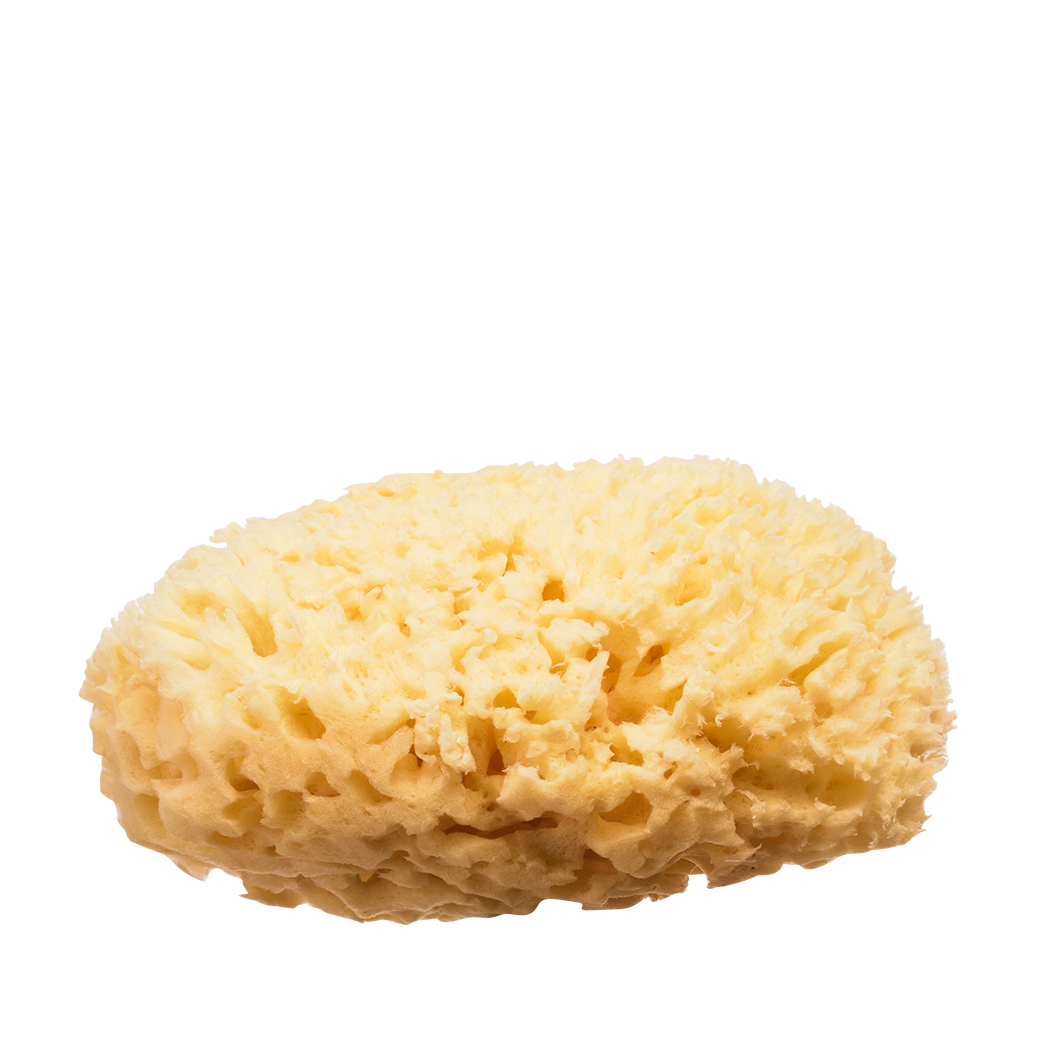 希臘地中海 天然蜂巢海綿