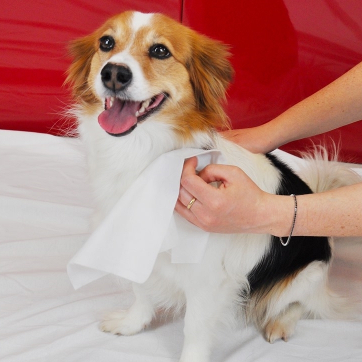 Camon 蘆薈濕紙巾．淺藍色