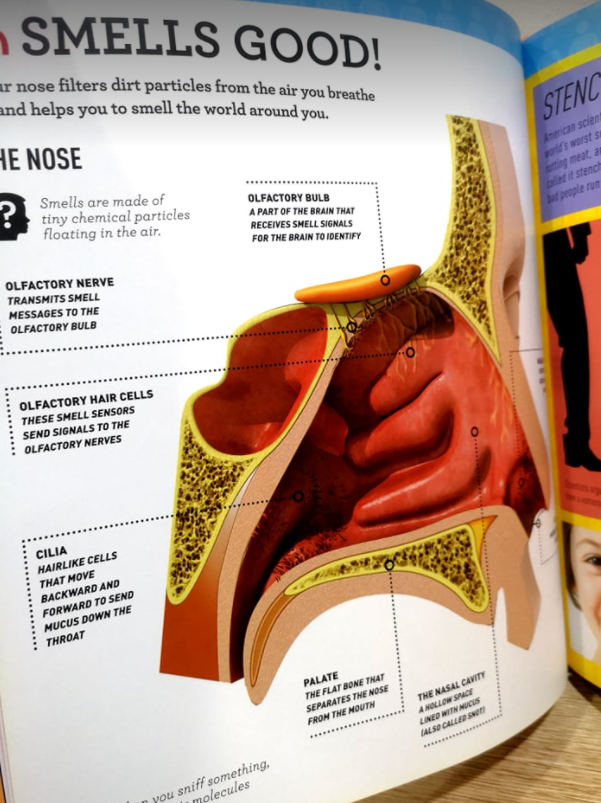 Superstats Amazing Body (Hardcover)