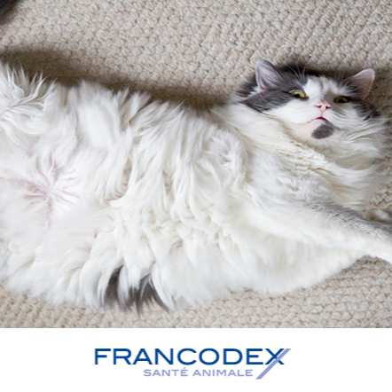 Francodex 貓用2合1護毛洗毛水 250ml（美容護理）