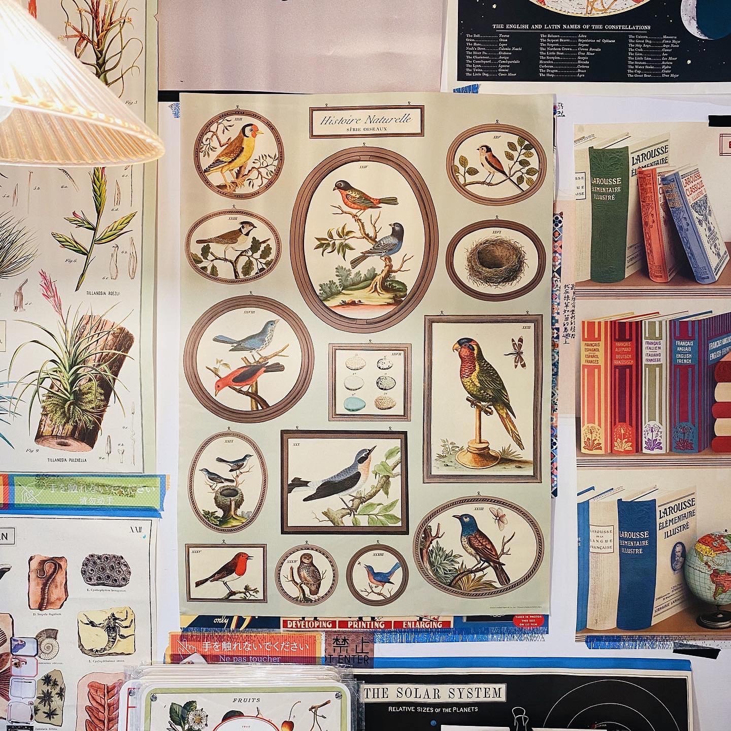 鳥類標本 包裝紙/海報 ｜美國 Cavallini & Co