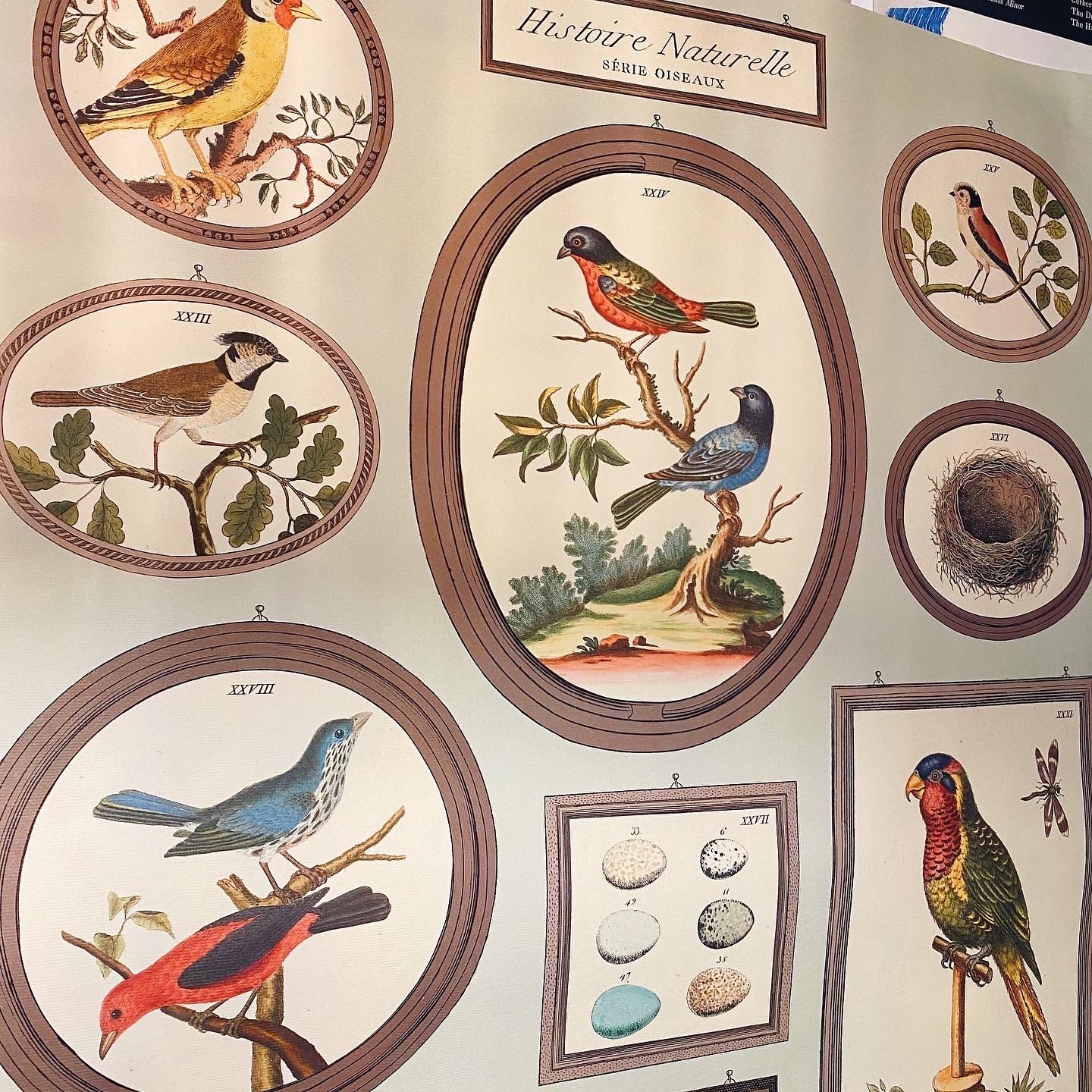 鳥類標本 包裝紙/海報 ｜美國 Cavallini & Co