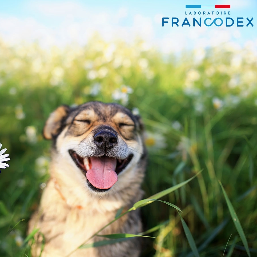 Francodex 貓狗合用 驅蝨洗毛水 250ml（美容護理）