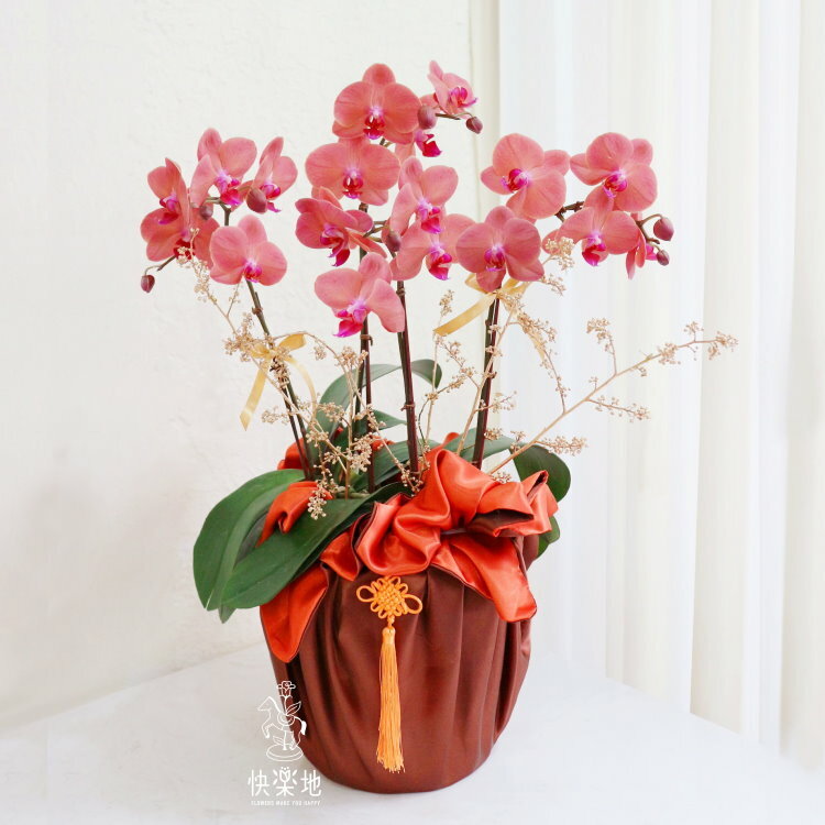 金蘭織錦 I 蘭花盆栽  OP210420