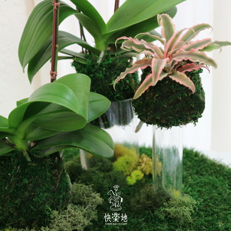 美好境界 I 蘭花盆栽   OP220650