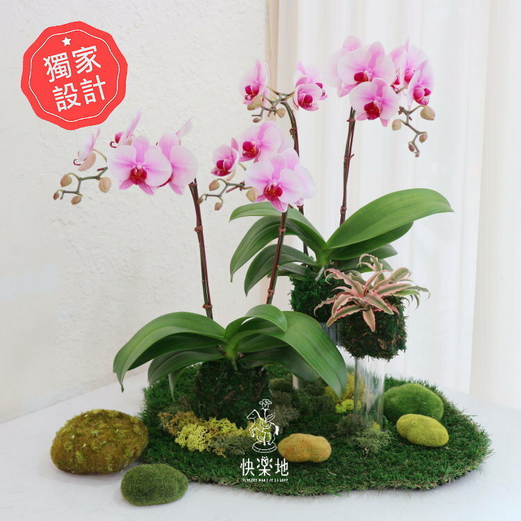 美好境界 I 蘭花盆栽   OP220650