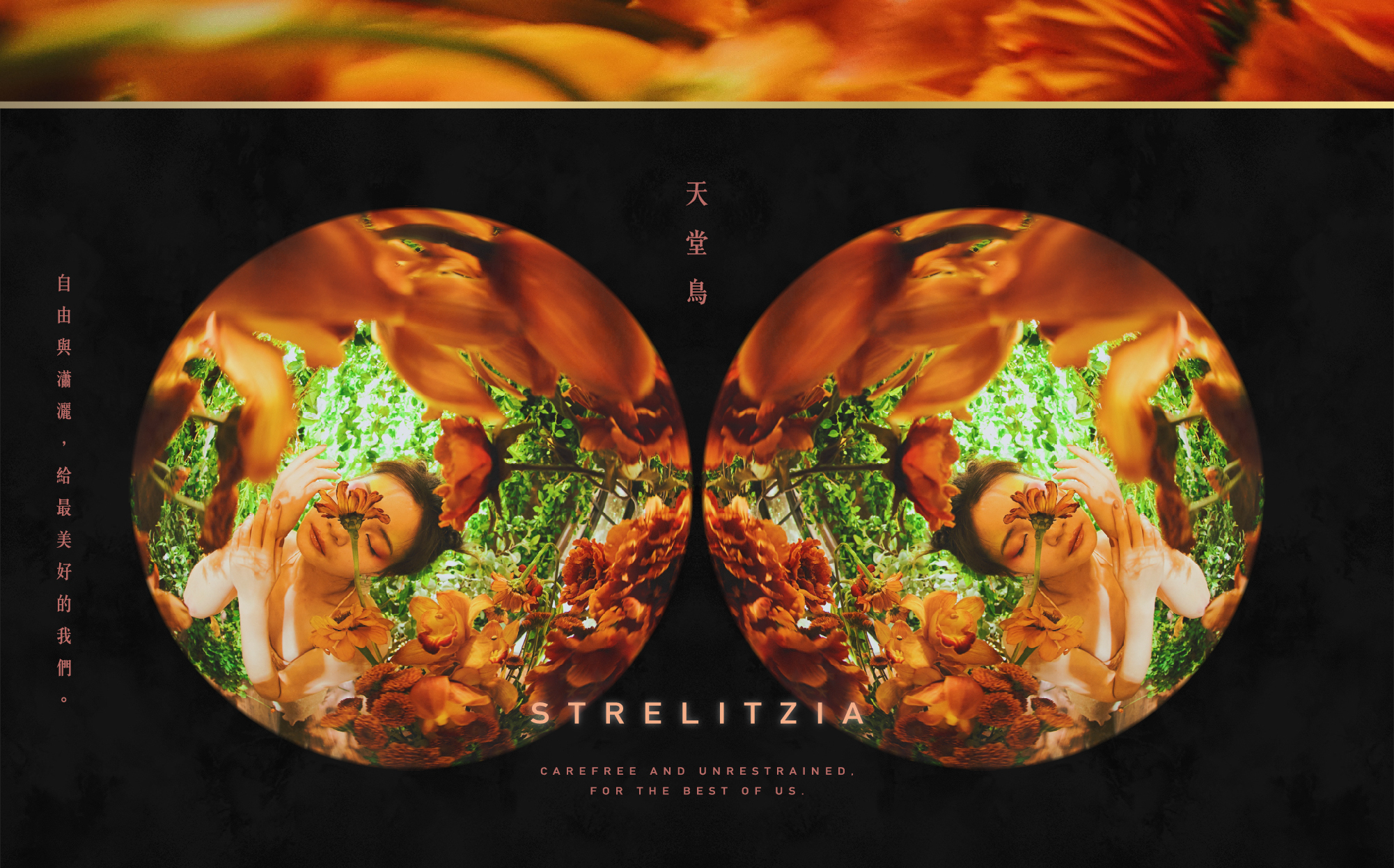 天堂鳥-自由與瀟灑，給最美好的我們。