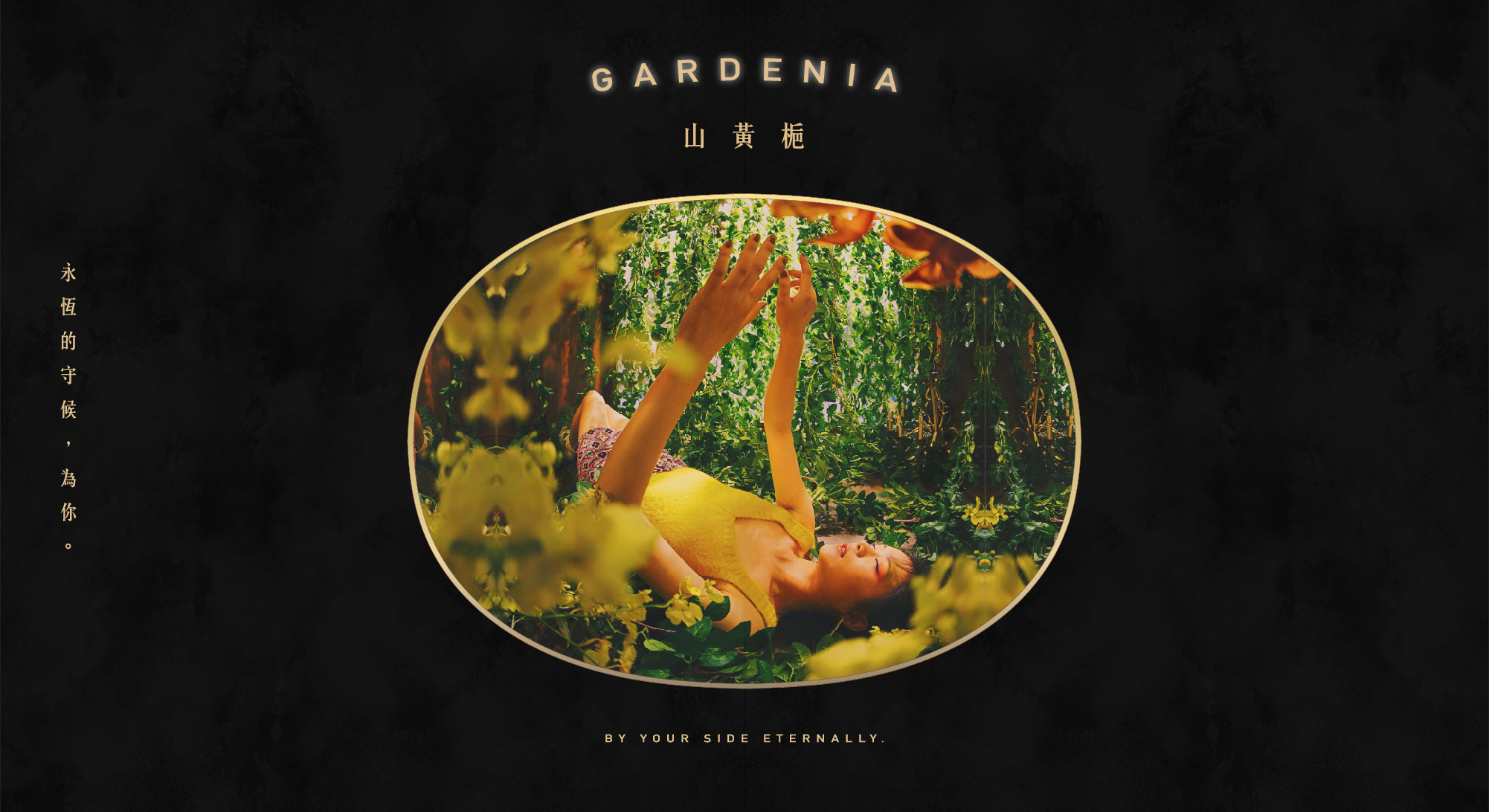 山黃梔-永恆的守候，為你。