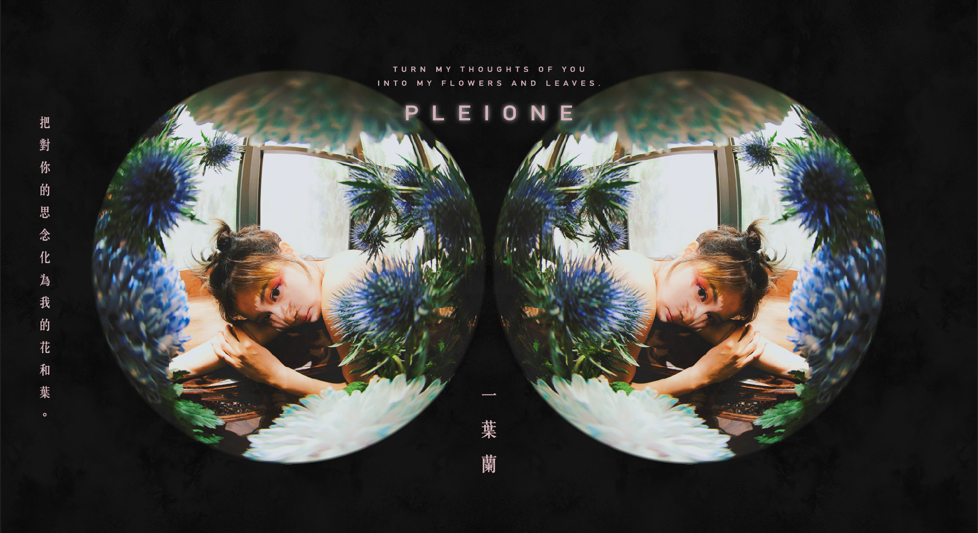 一葉蘭-把對你的思念化為我的花和葉。