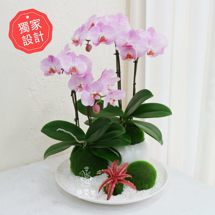 圓融新境 I 蘭花盆栽   OP200302