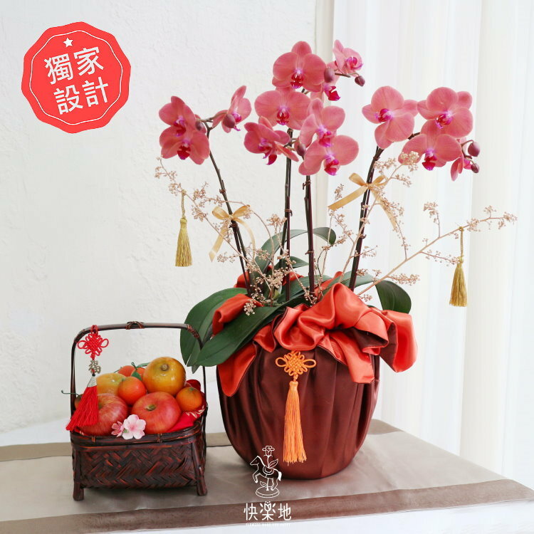 金蘭織錦 I 蘭花盆栽  OP210420