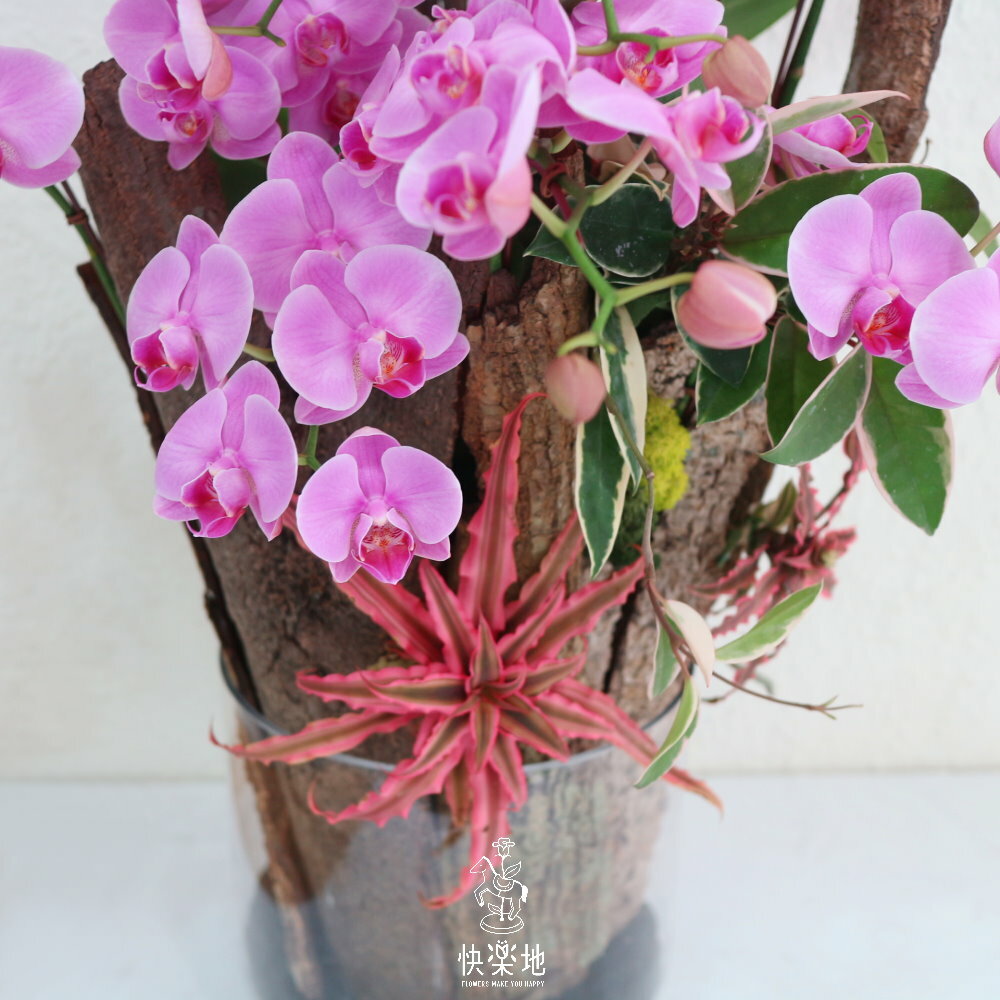 喜樂滿溢 I 蘭花盆栽  OP220880