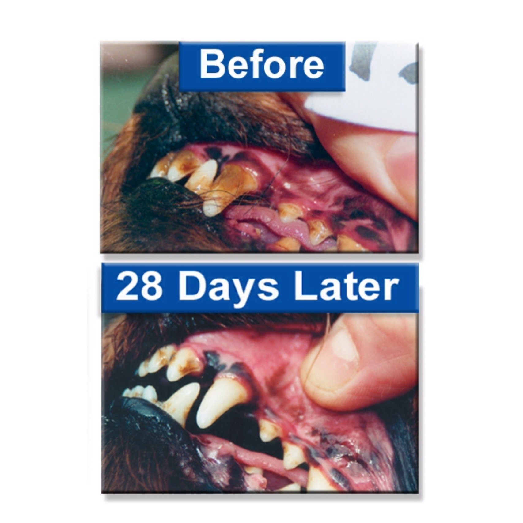 Leba III Pet Dental Spray