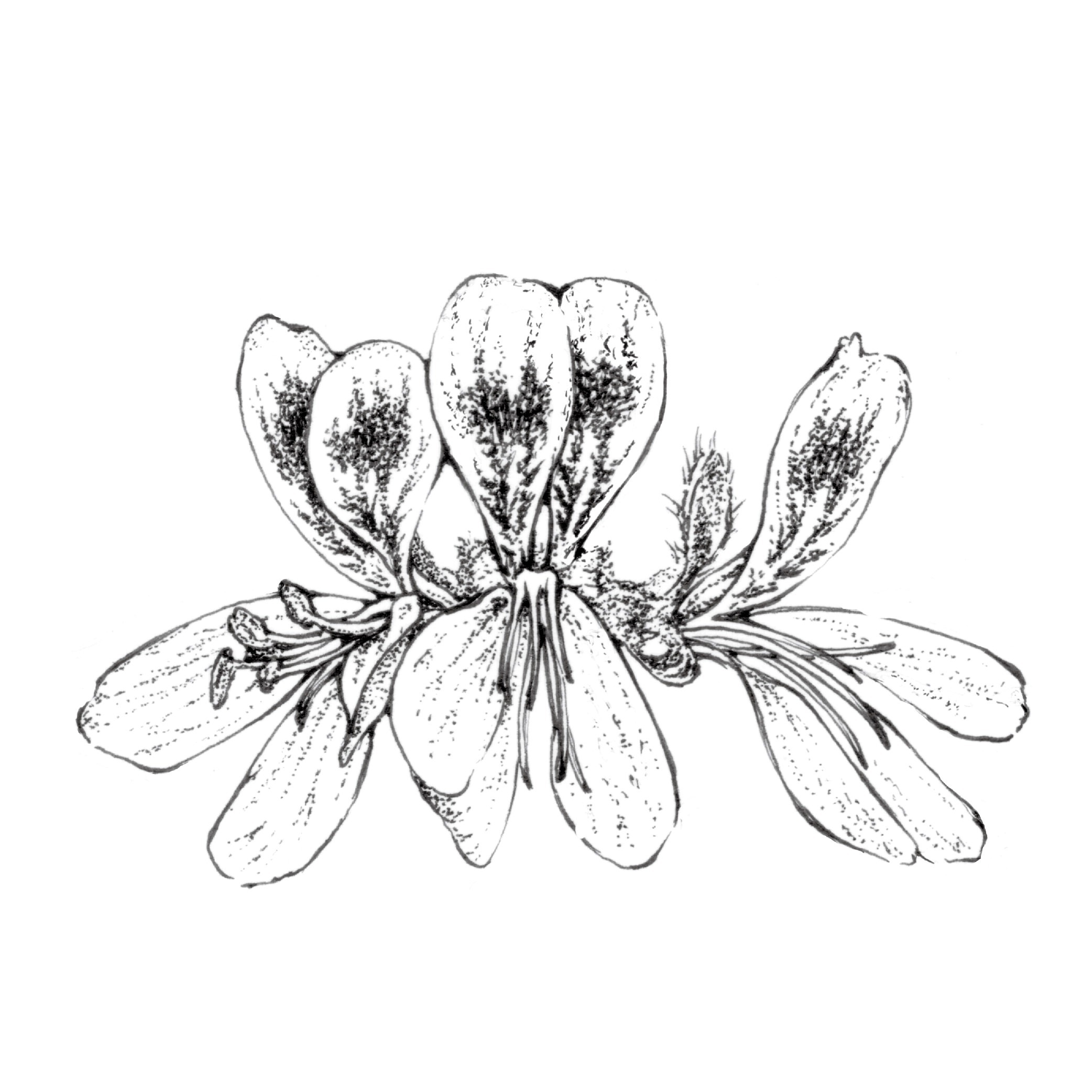 波旁天竺葵精油