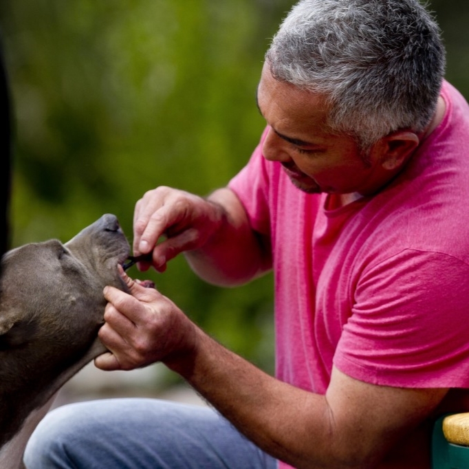 Petosan 牙膏（美容護理）