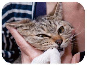 SHIZU-KICHI 貓用刷牙指套（美容護理）