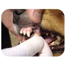 SHIZU-KO Finger Wrap Tooth Brush - For DOG