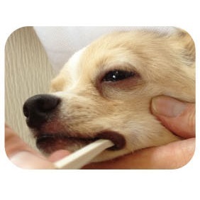 <Japan-Import> SHIZU-KO Professional Pet Tooth Brush - SS