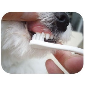 SHIZU-KO 專業牙刷 小型刷頭（美容護理）