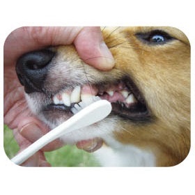 <Japan-Import> SHIZU-KO Professional Pet Tooth Brush - L