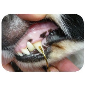 SHIZU-KO Professional Pet Tartar Remover - Flat