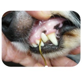 <Japan-Import> SHIZU-KO Professional Pet Tartar Remover - Sharp