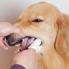 Taurus 齒垢潔淨濕紙巾（美容護理）