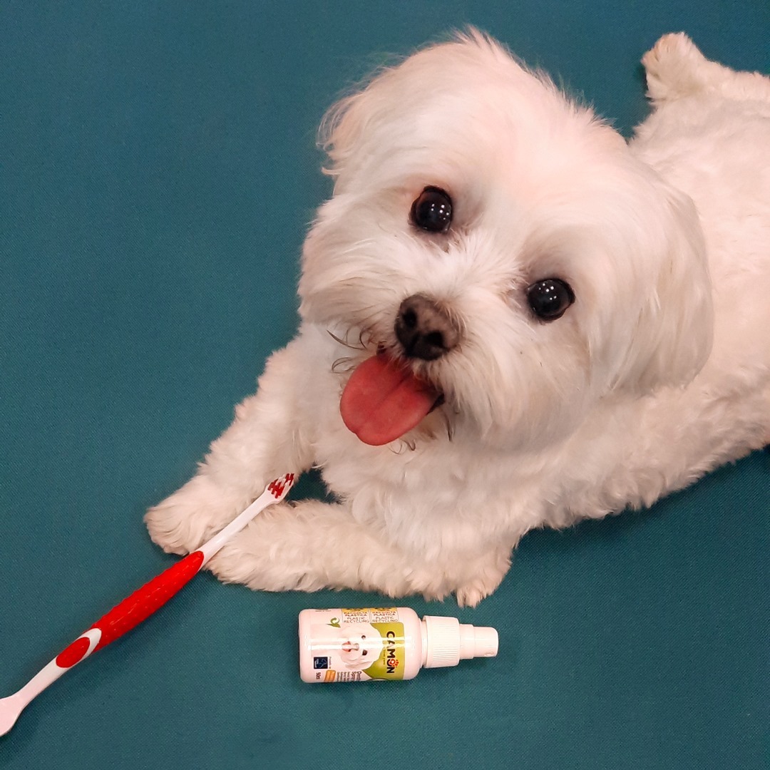 Orme Naturali Dental spray with enzymes for Dog and Cat 50ml