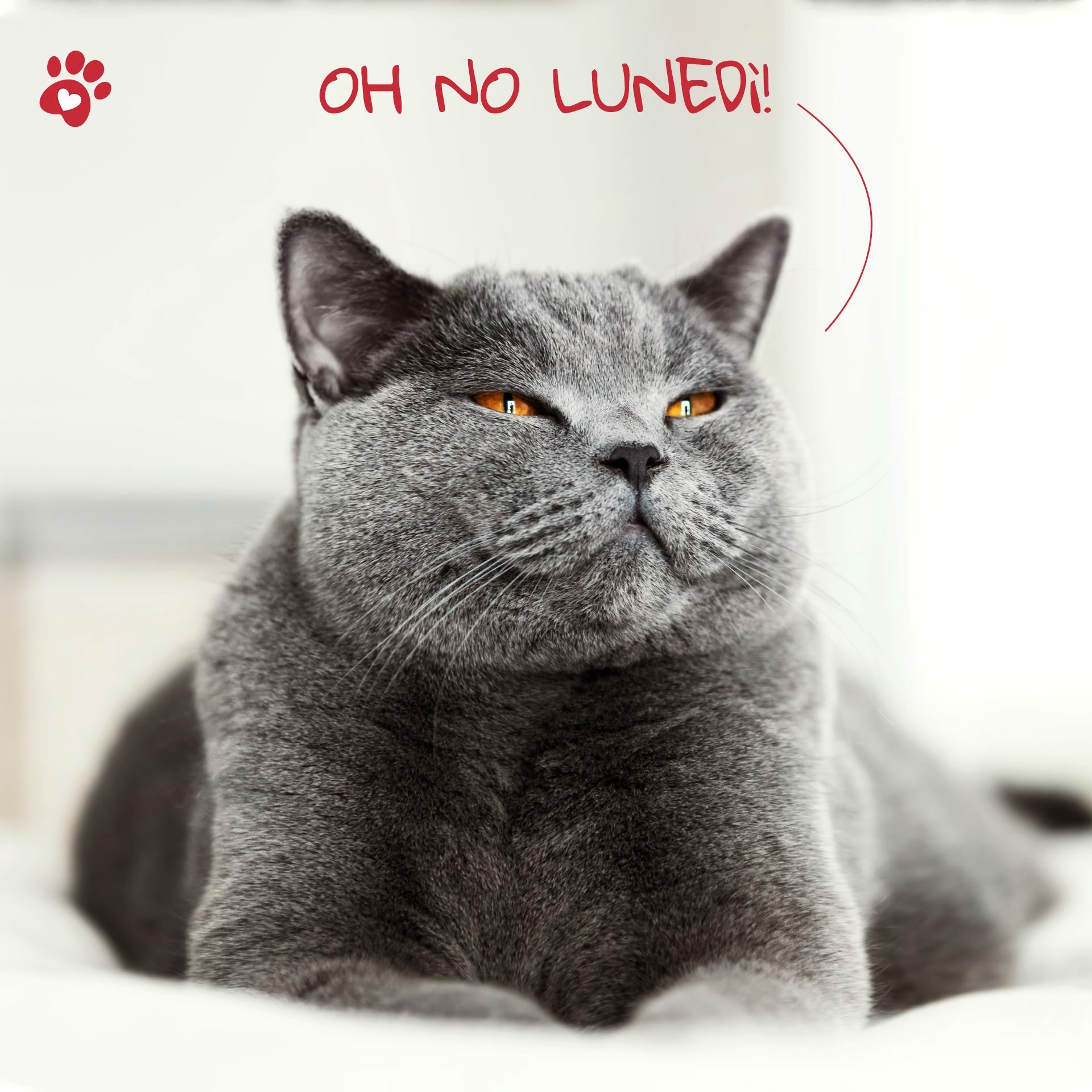 Orme Naturali 草本驅蝨潔耳液．50ml