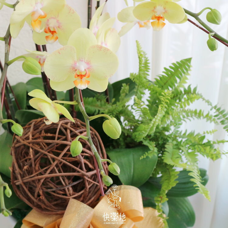 蝶舞清新 I 蘭花盆栽   OS220520