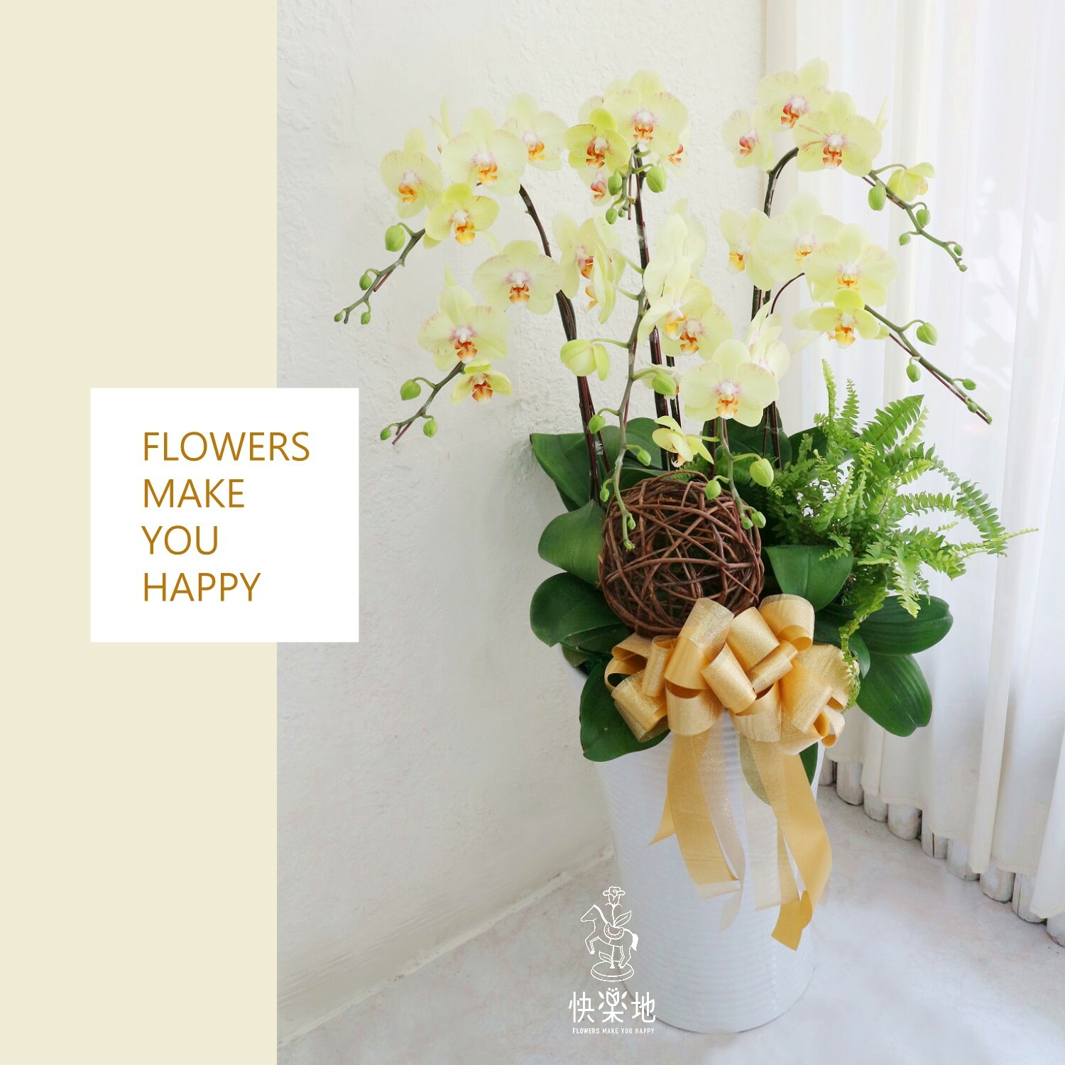 蝶舞清新 I 蘭花盆栽   OS220520