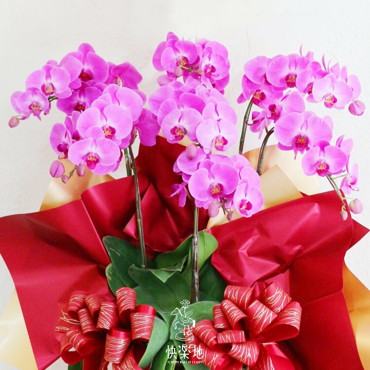 蝶舞驚豔 I 蘭花盆栽     OS220503