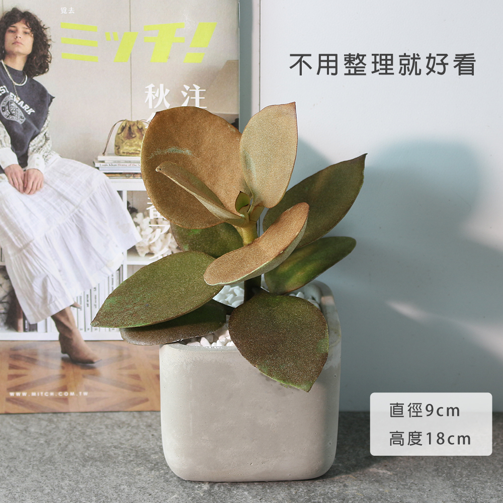 銅勺多肉 肉桂熊 青銅色的葉片 不用花心思整理 陽光植物