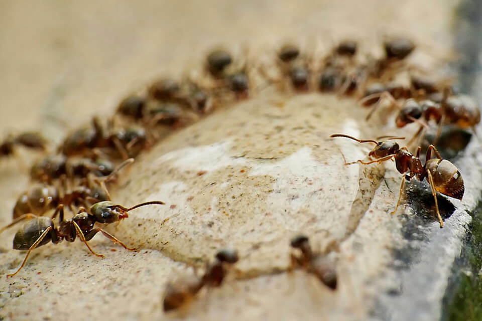 滅蟻方法有哪些？