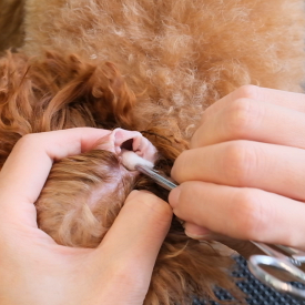 耳毛鉗 S~L（美容護理）