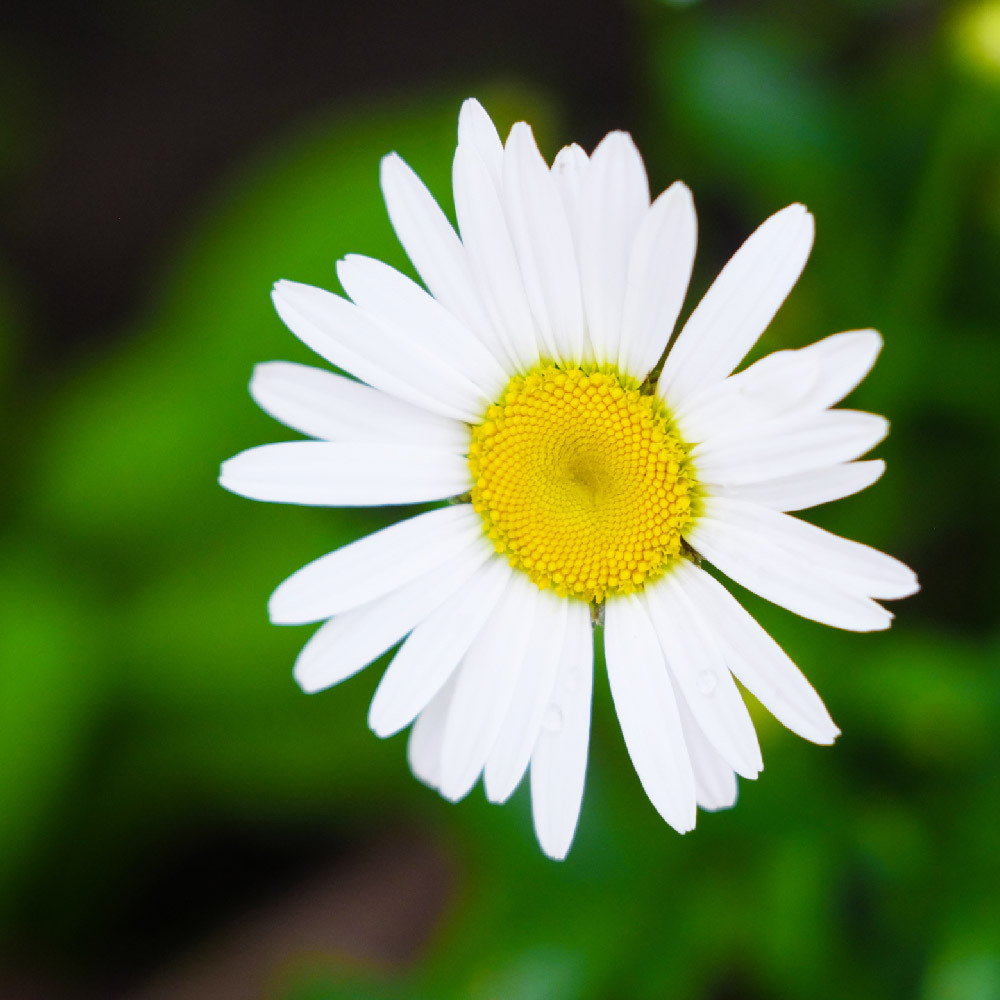 Daisy Pics