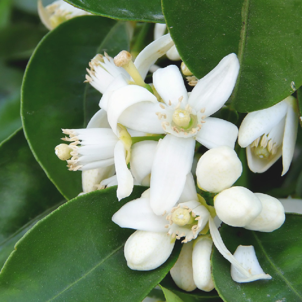 有機橙花精油 Neroli Oil